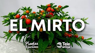 MIRTOS  Plantas y Jardines  Teleamiga [upl. by Asilad6]