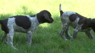 German Shorthaired Pointer Puppy Fun [upl. by Yebot]