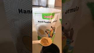 Baby parrot hand feeding formula How to feed baby parrotshortsfeed shorts parrotfood handfeed [upl. by Peti]