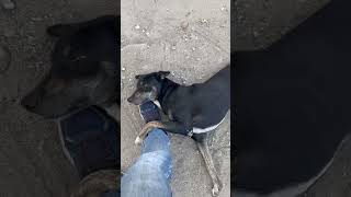 Inse milte ye hamare Kalu hai animals straydogs lovinganimals animallove doggo [upl. by Anaek]