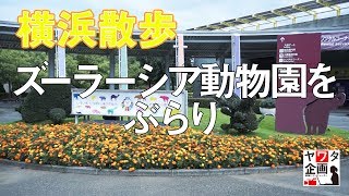 横浜散歩 ズーラシア動物園 [upl. by Cressler494]