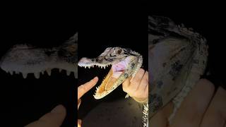 Looking for a 20’ anaconda in the Amazon rainforest animalssnakewildlifejunglenightyoutube [upl. by Wilden]