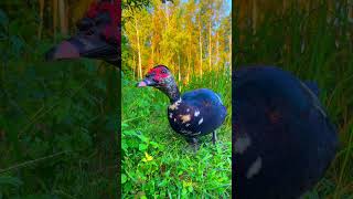 Funny cute animals compilation  cute funny duck videos 🦆🦆shortsducktrending [upl. by Aileahcim]