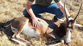 South Africa Hunting Blesbuck [upl. by Ludvig]