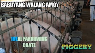 GANITO ANG IDEAL NA GESTATING CRATE SA PIGGERY BUSINESS [upl. by Abbi]