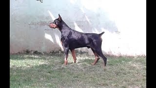 dobermann bravo [upl. by Dustin]