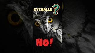 Owls Have Eye Tubes Not Eyeballs 🦉 WildlifeFacts OwlEyes [upl. by Olram103]