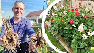 How to overwinter Dahlia tubers [upl. by Odericus]