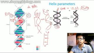 Difference between A DNA B DNA And Z DNA [upl. by Acinimod874]