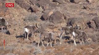 Argali sheep spotted in Inner Mongolia [upl. by Sirdna]