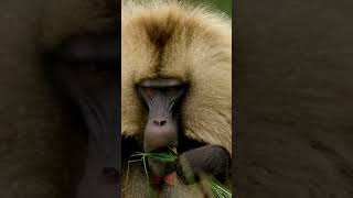 Você Sabia Este é o Macaco Gelada natureza curiosidades selvagens animalsafrica monkey [upl. by Yerok507]