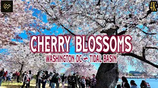 Cherry Blossoms show off their beauty in Washington DC  2024 Walking Tour 4K [upl. by Runkel]