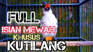 Masteran Kutilang isian MEWAHCocok buat Masteran Kutilang Bahan dan Kutilang Anakan [upl. by Aneis]