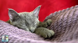 Adorable Sleepy Cats  Cute Kittens amp Relaxing Piano Music 🐈 [upl. by Venuti959]