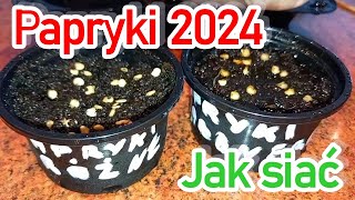 🫑Papryka🌶 2024  jak siać paprykę na rozsadę  wysiew papryki słodkich i ostrej odmiany z nasion [upl. by Jahn]