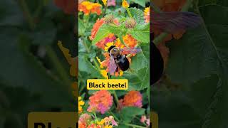 Black beetel [upl. by Martres]