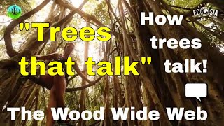 The WOOD WIDE WEB  how trees talk to each other Suzanne Simard forest trees documentary [upl. by Ynahirb]