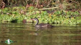 African Finfoot  Namibia Birding Tour [upl. by Eiramik692]