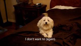 Coton de Tulear says quotI dont want toquot when asked to sing [upl. by Iaht]