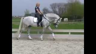 Zastrono  Dutch Dressage Horse from Holland for sale [upl. by Garrek]