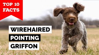 Wirehaired Pointing Griffon  Top 10 Facts [upl. by Hpesoy]