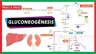 GlucoNEOgénesis síntesis de glucosa a partir de piruvato lactato glicerol y aminoácidos [upl. by Odracir]