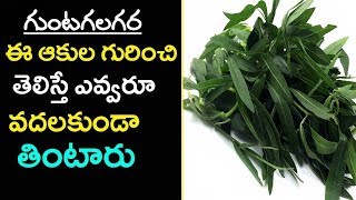 Eclipta alba  గుంటగలగర  Bhringaraj  Gunta galagara aaku Uses in telugu  Gunta gararaku [upl. by Nyvets259]