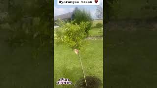 Hydrangea trees ♥️ shortsfeed shorts ytshorts gardening hydrangeas [upl. by Newcomer]