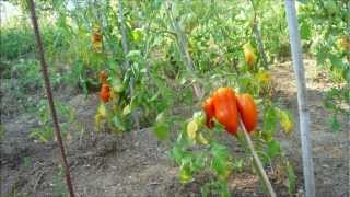 TOMATES DES ANDES ANDINE CORNUE [upl. by Nylitak935]