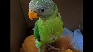 Plum headed parakeet  Hungry baby vocalizing 2 [upl. by Aniroz]