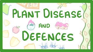 GCSE Biology  Plant Disease and Defences 46 [upl. by Soraya]