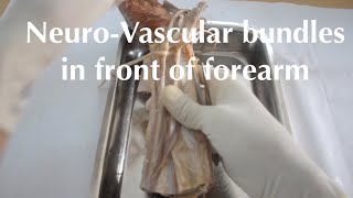 RELATION OF NVB IN FRONT OF FOREARM [upl. by Bonacci571]