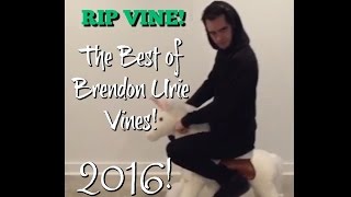 RIP VINE Special Edition The Best of Brendon Urie Vines [upl. by Ilhsa]