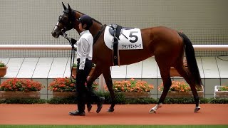 グランデストラーダ、新馬戦のパドック。現地映像、阪神競馬場 [upl. by Etteneg190]