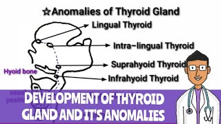 Development of Thyroid Gland and Anomalies of Thyroid gland [upl. by Esinyl57]