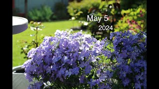 Garden Diary Early May ll Blue Plumbago ll 花園更新 ll 478 [upl. by Coray]