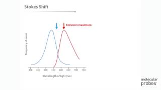 Molecular Probes Tutorial Series— Anatomy of Fluorescence Spectra [upl. by Nrublim]