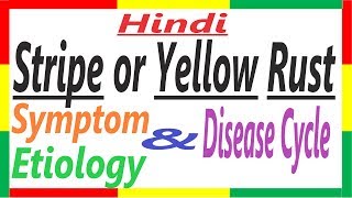 Stripe or Yellow Rust of Wheat HistorySymptomEtiologyDisease Cycle  Puccinia striformis PAC 8 [upl. by Plotkin641]