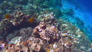 Reefsnorkeling Dhawa Ihuru 4k [upl. by Godiva]