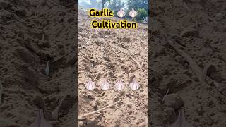 Garlic 🧄 🧄 cultivation techniques satisfying shorts farmer youtube  new [upl. by Heidt]