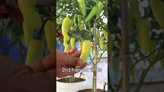 Container garden Growing Chili Pepper in Container v87garden shorts chilipeppers chili [upl. by Ednalrym394]