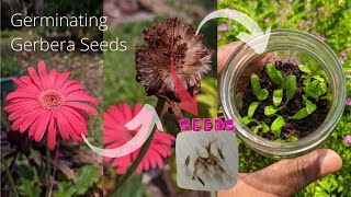 How to germinate gerbera seeds  Babandasia from seeds gerbera seed propagation  Part 01 [upl. by Child]