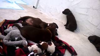 AKC Chocolate Labrador Puppies Day 55  2 [upl. by Neiv]