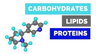 Carbohydrates Lipids and Proteins  BIOLOGY BASICS FOR HIGH SCHOOL  COLLEGE COURSE [upl. by Col]