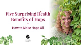 Medicinal Hops Benefits  Humulus lupulus  Hops Oil Recipe [upl. by Rankin]