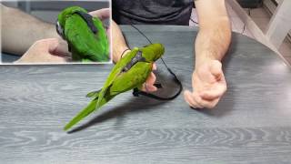 Comment choisir le bon harnais à son perroquet   How to choose the right harness on your parrot [upl. by Edora]