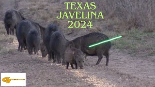 South Texas Javelina Hunt 2024 [upl. by Dreher939]