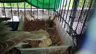 PROVEN BREEDER RINGNECK DOVE WITH NEWLY HATCHED 2 LITTLE BABY BIRDS [upl. by Alimac362]