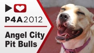 Pit Bulls are AWESOME  Project for Awesome Angel City Pit Bulls [upl. by Kezer]