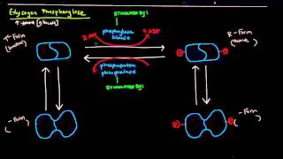 Glycogen Part 4 of 4  Regulation of Glycogen Metabolism [upl. by Zadoc]